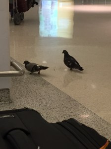 pigeons